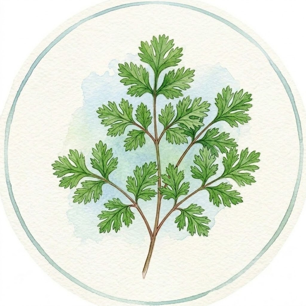 Cilantro leaves in soft daylight